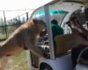 Un lion saute dans le véhicule de touristes dans un zoo en Afrique du Sud
