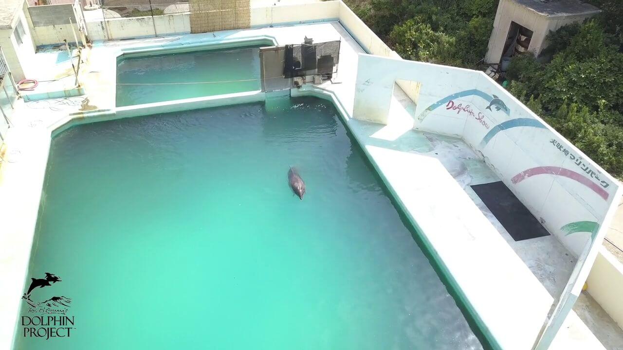 Un pauvre dauphin abandonné dans un parc aquatique qui a fermé