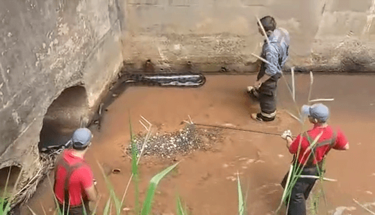 Un énorme anaconda découvert dans une canalisation par des ouvriers