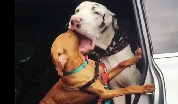 Ce chien enfonce sa tête dans la gueule d'un autre chien !