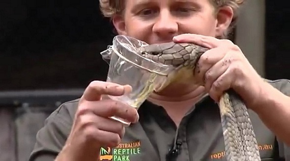Ce cobra royal crache une quantité de venin impressionnante !