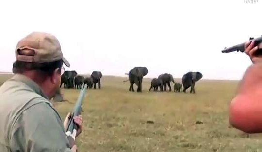 Ces chasseurs tuent un éléphant et se font foncer dessus par le troupeau en colère