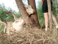 Des cyclistes viennent libérer une vache coincée dans un arbre