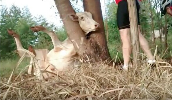 Des cyclistes viennent libérer une vache coincée dans un arbre