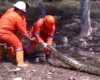 Des ouvriers découvrent un anaconda de longue taille au brésil sur un chantier