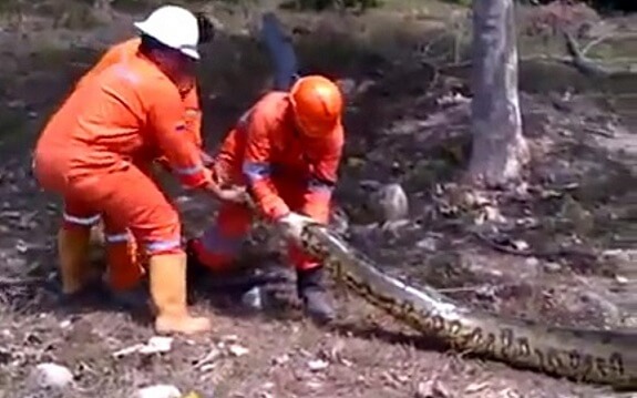 Des ouvriers découvrent un anaconda de longue taille au brésil sur un chantier