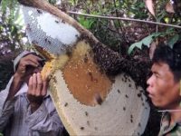 Ils récoltent le miel d'une ruche sauvage