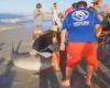 Trois hommes viennent sauver un requin échoué sur la plage à mains nues