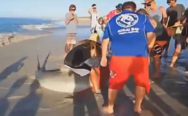 Trois hommes viennent sauver un requin échoué sur la plage à mains nues