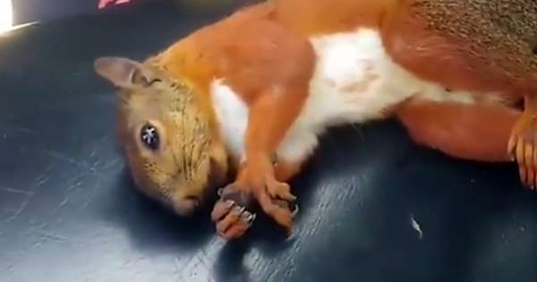 Un homme réussit à réanimer un écureuil en arrêt cardiaque