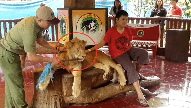 Un lion est drogué pour que les gens puissent être pris en photo avec.