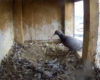 Un pauvre pigeon reçoit la visite d'un faucon dans son abri. Un chasseur en pleine ville sans pitié !