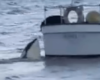 Une orque s'amuse avec un chien au bord d'un bateau