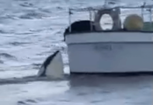 Une orque s'amuse avec un chien au bord d'un bateau