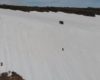 Un ourson adorable tente de rejoindre sa maman et glisse sur une montagne enneigée (Russie)
