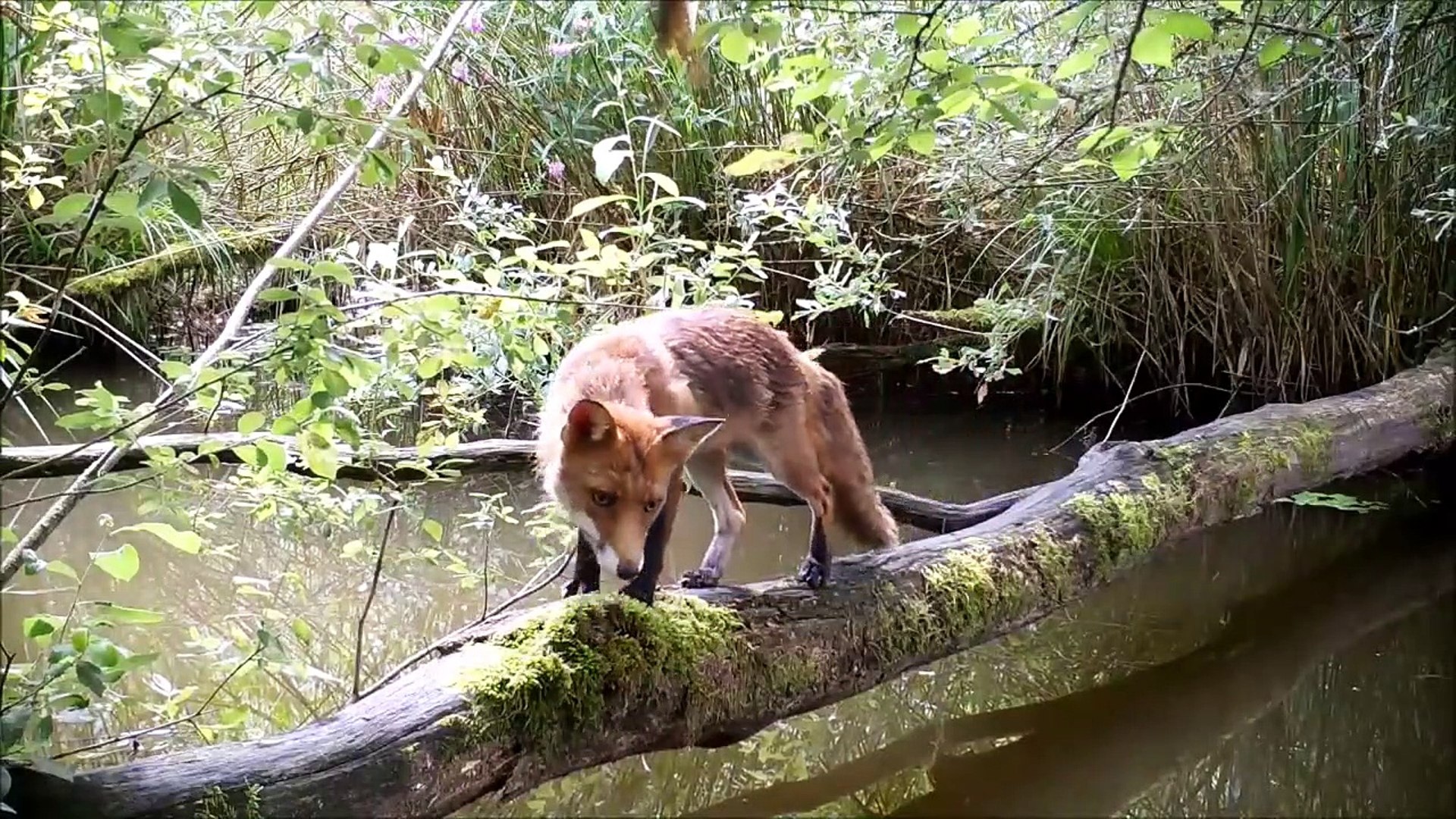 Des animaux traversent un pont naturel sur l'eau !