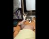 VIDÉO : Ce chat se moque des pieds puants de son maître