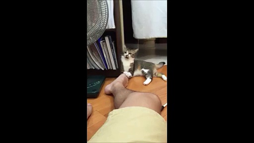 VIDÉO : Ce chat se moque des pieds puants de son maître