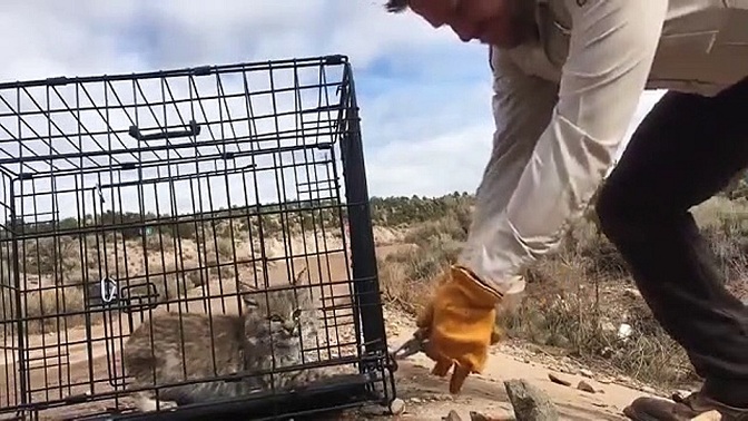 Ils filment la libération d'un lynx dans la nature