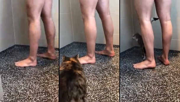Un homme réussit à attirer une chatte sous sa douche sans vouloir se déranger