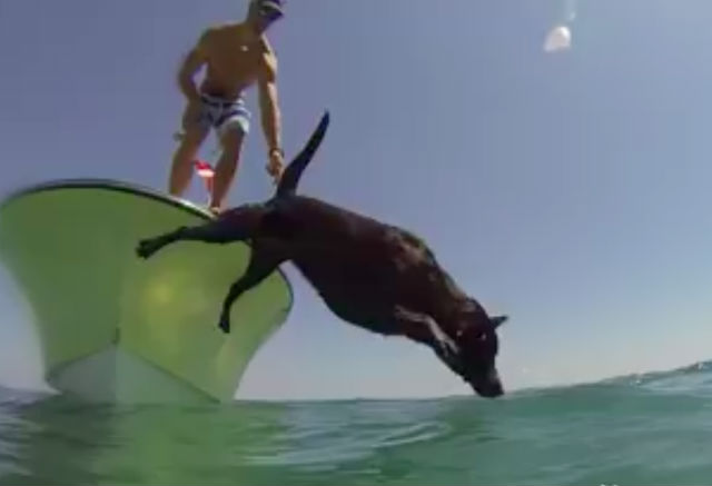 Un labrador entraîné à plonger dans la mer pour attraper des homards vivants