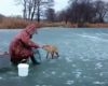 Un renard sauvage tente de voler les poissons de ces pêcheurs russes
