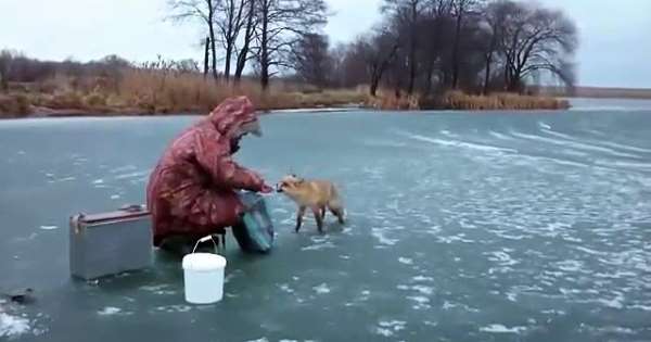 Un renard sauvage tente de voler les poissons de ces pêcheurs russes