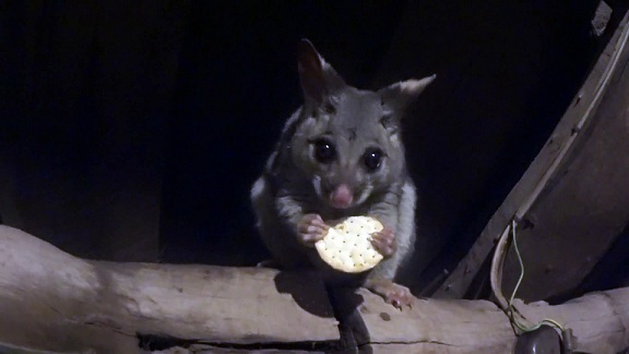 Un écureuil Australien aime manger des biscuits. Très mignon!