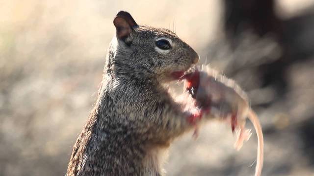 Un écureuil affamé mange une souris !