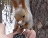 VIDÉO : Il attire un écureuil roux qui n'a pas peur de lui