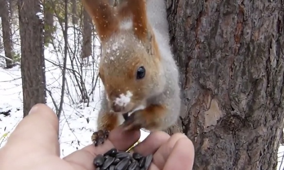 VIDÉO : Il attire un écureuil roux qui n'a pas peur de lui