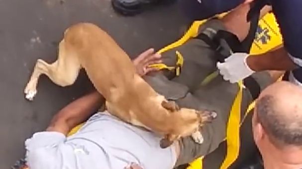 VIDÉO : Un chien inquiet protège son maître des ambulanciers au Brésil