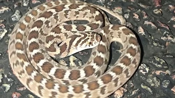 Vidéo : La technique de défense de ce serpent inoffensif est incroyable !