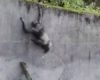 Des chimpanzés s'échappent de leur enclos à l'aide d'une branche dans un zoo
