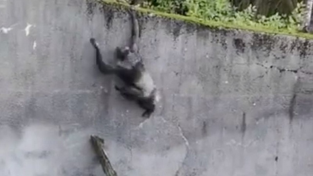 Des chimpanzés s'échappent de leur enclos à l'aide d'une branche dans un zoo