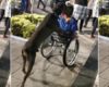 Il dresse son chien à pousser son fauteuil roulant