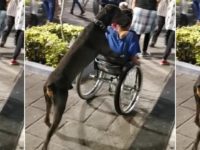 Il dresse son chien à pousser son fauteuil roulant