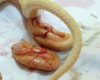 La surprenante vidéo d'un serpent jaune qui donne naissance à ses 3 petits