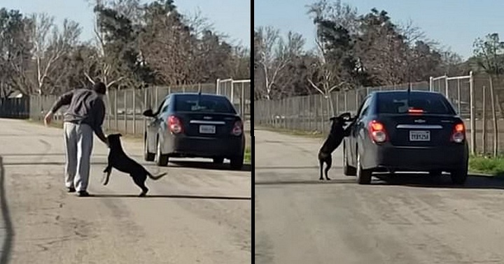 Moment déchirant d'chien courant après la voiture de son maître qui venait de l'abandonner dans la rue