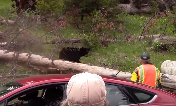 Un garde forestier utilise la bombe au poivre contre une mère et ses oursons