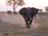 Un éléphant attaque des touristes de safari et retourne et détruit leur Jeep