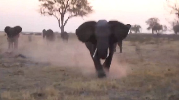 Un éléphant attaque des touristes de safari et retourne et détruit leur Jeep