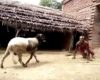 VIDÉO : Un vieillard s'amuse à se faire frapper par un mouton bélier
