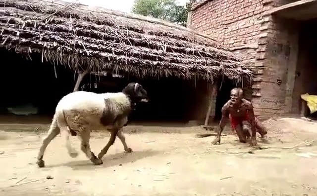 VIDÉO : Un vieillard s'amuse à se faire frapper par un mouton bélier