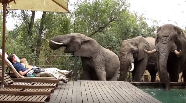 Des touristes restent immobiles face à un groupe d'éléphants en train de boire dans la piscine de leur hôtel