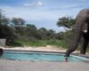 Cet éléphant assoiffé vient prendre une gorgée dans la piscine sous les yeux des touristes