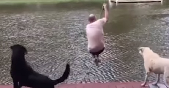 2 chiens paniquent et sautent dans le lac pour sauver leur maître !