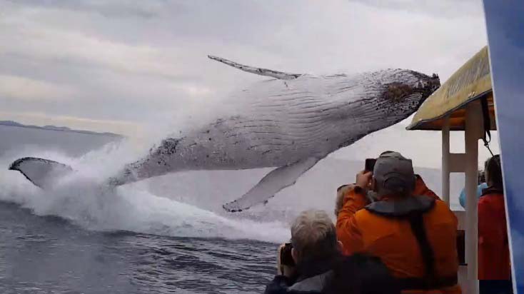 Ces touristes filment un saut de baleine. Moment incroyable !
