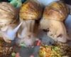 Il filme des escargots qui mangent dans une assiette !