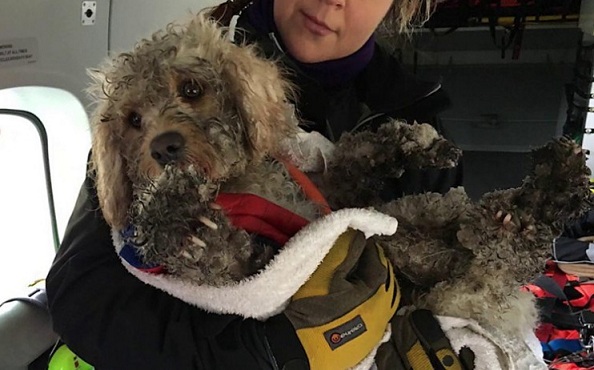 Ils sauvent en hélicoptère un chien disparu dans la neige depuis 48 heures